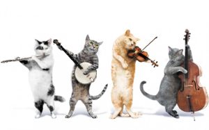 funny cat music band 300