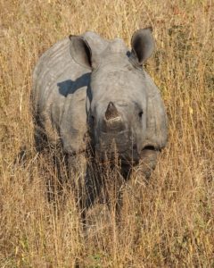 baby rhino in Africa